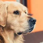 Copperfield Dog logo