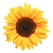 Daos Landscape Services logo