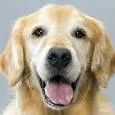 Logo von Renee's Cat And Dog Gift Shop