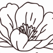 Redefine ME Wellness and Aesthetics logo