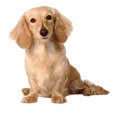 Logo firmy Kim's Dog Coaching Ltd