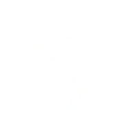 Logo for Jute + Jade